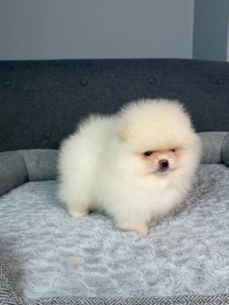 Disponibili splendidi Volpino Pomerania per adozione | Foto 1