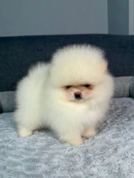 Disponibili splendidi Volpino Pomerania per adozione | Foto 0