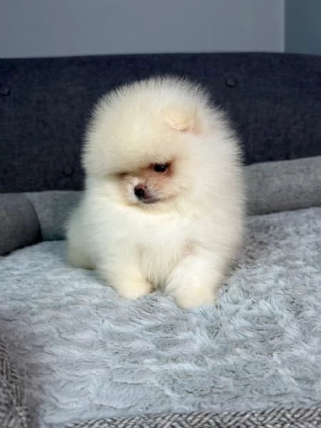 Disponibili splendidi Volpino Pomerania per adozione