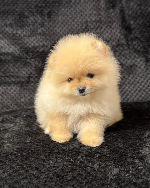 Disponibili splendidi Volpino Pomerania per adozione | Foto 2
