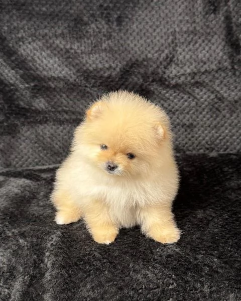 Disponibili splendidi Volpino Pomerania per adozione | Foto 1