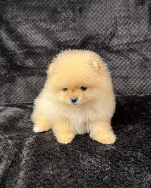 Disponibili splendidi Volpino Pomerania per adozione