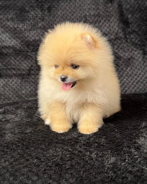 Disponibili splendidi Volpino Pomerania per adozione | Foto 0