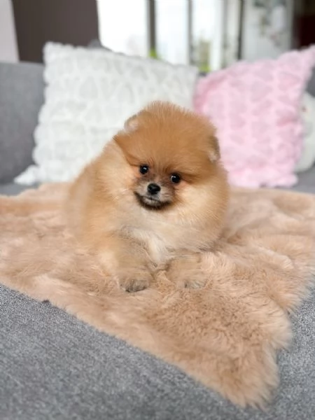Disponibili splendidi Volpino Pomerania per adozione | Foto 2