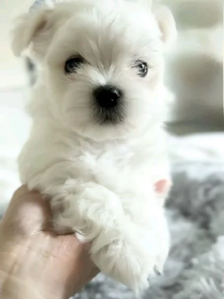 meravigliosi maltese cuccioli per adozione | Foto 0