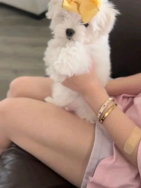 meravigliosi maltese cuccioli per adozione