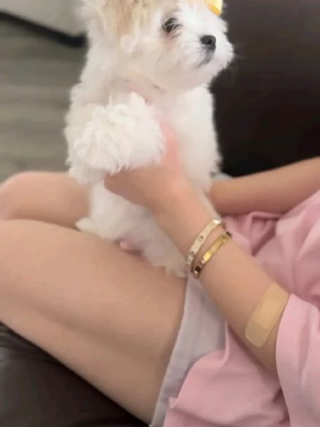 meravigliosi maltese cuccioli per adozione | Foto 0
