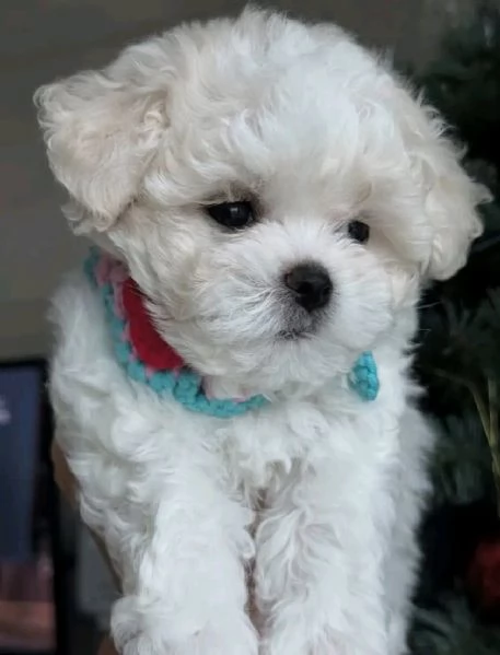 meravigliosi maltese cuccioli per adozione | Foto 2