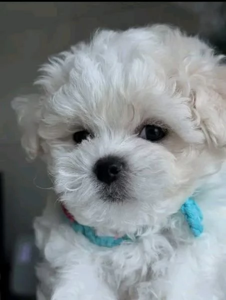 meravigliosi maltese cuccioli per adozione | Foto 1