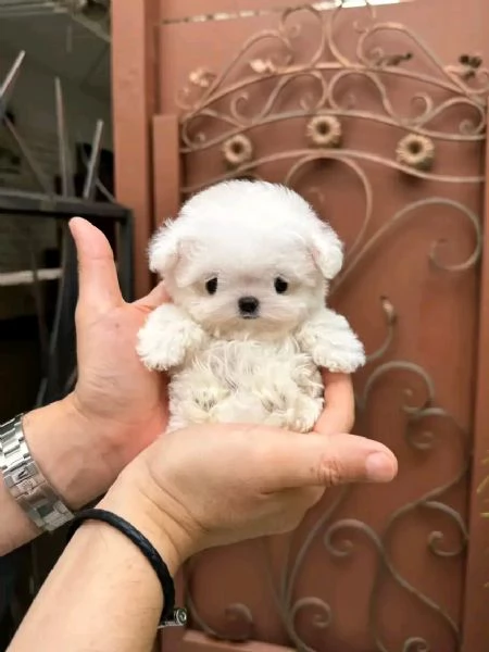 meravigliosi maltese cuccioli per adozione