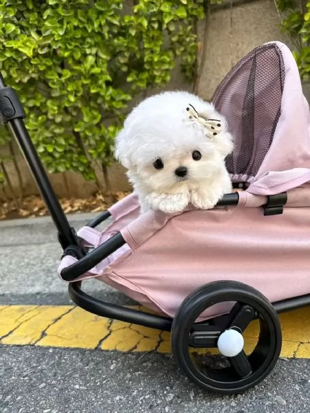 meravigliosi maltese cuccioli per adozione | Foto 0