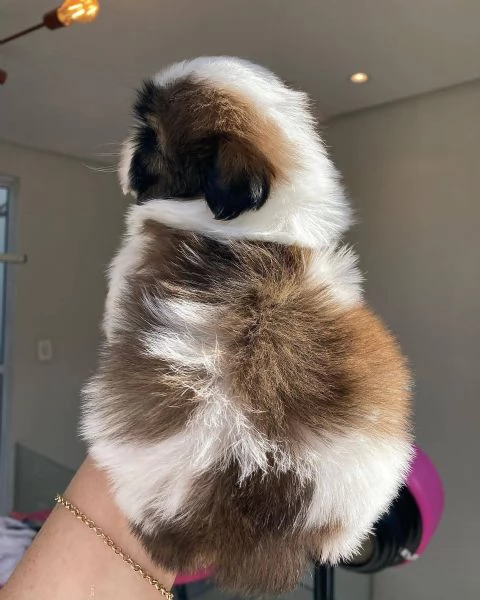 Adorabili Shitzu cuccioli per adozione | Foto 1