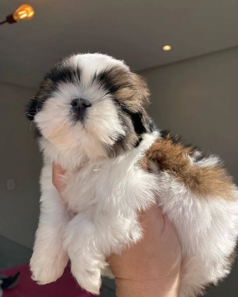 Adorabili Shitzu cuccioli per adozione | Foto 0