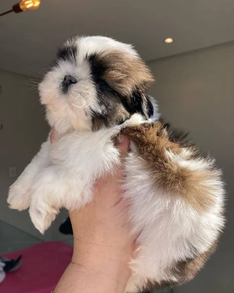 Adorabili Shitzu cuccioli per adozione