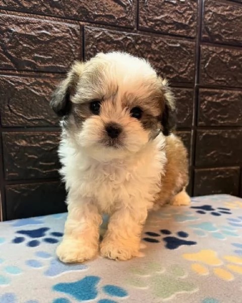 Adorabili Shitzu cuccioli per adozione | Foto 1