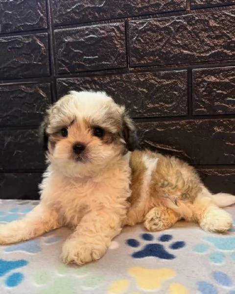 Adorabili Shitzu cuccioli per adozione