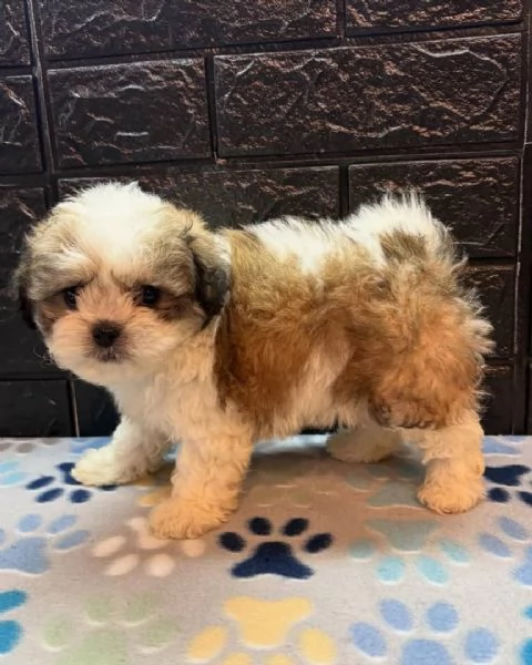 Adorabili Shitzu cuccioli per adozione | Foto 0