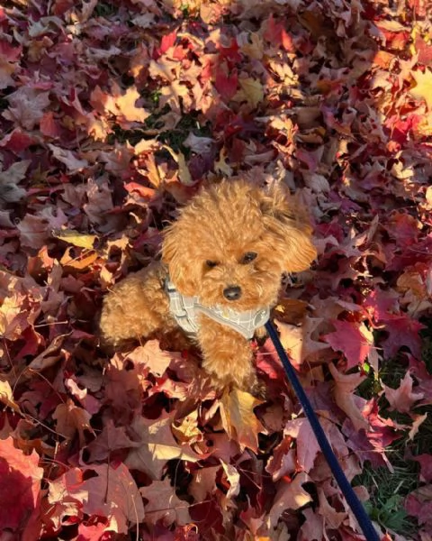 Bellissimi Barboncino cuccioli per adozione