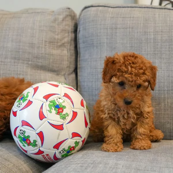 Bellissimi Barboncino cuccioli per adozione | Foto 3