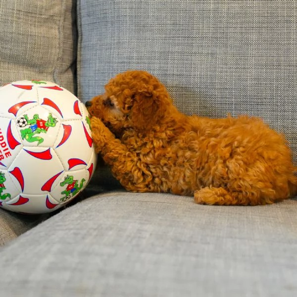 Bellissimi Barboncino cuccioli per adozione | Foto 2