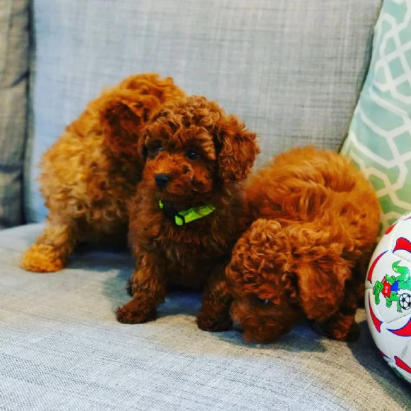 Bellissimi Barboncino cuccioli per adozione