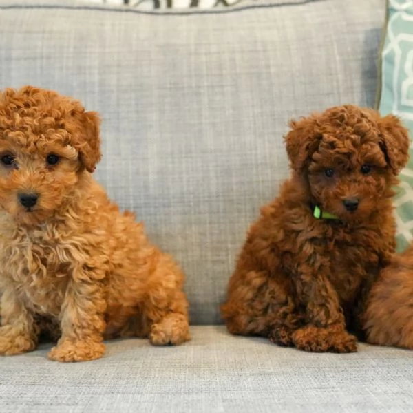 Bellissimi Barboncino cuccioli per adozione | Foto 0