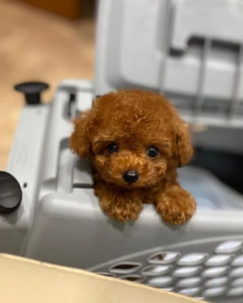 Bellissimi Barboncino cuccioli per adozione | Foto 2