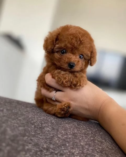 Bellissimi Barboncino cuccioli per adozione | Foto 1