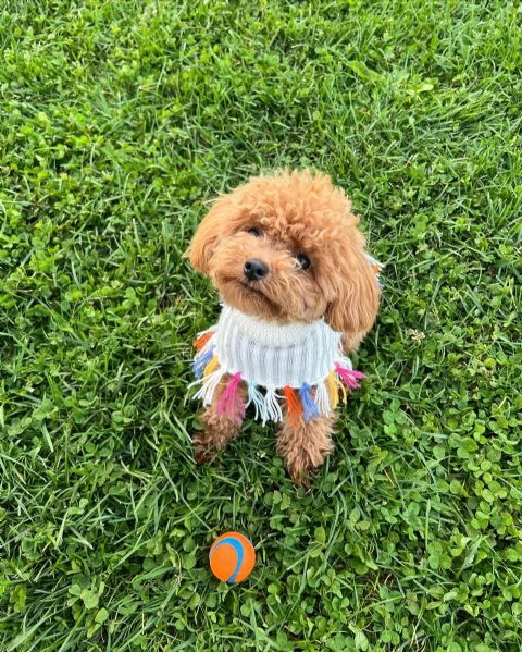 Bellissimi Barboncino cuccioli per adozione