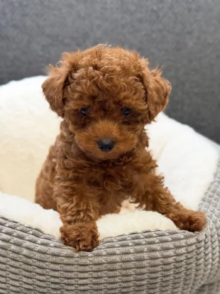 Bellissimi Barboncino cuccioli per adozione | Foto 2