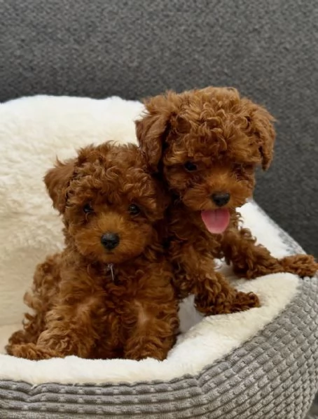 Bellissimi Barboncino cuccioli per adozione | Foto 1