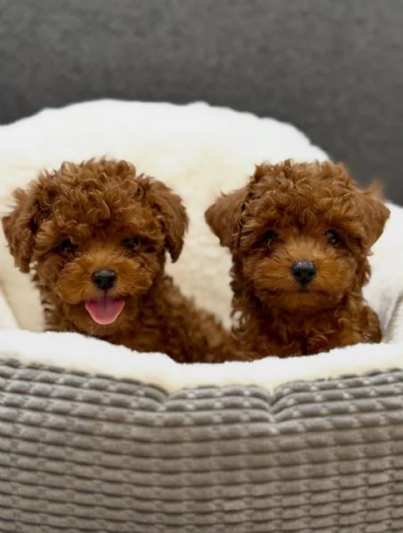 Bellissimi Barboncino cuccioli per adozione | Foto 0