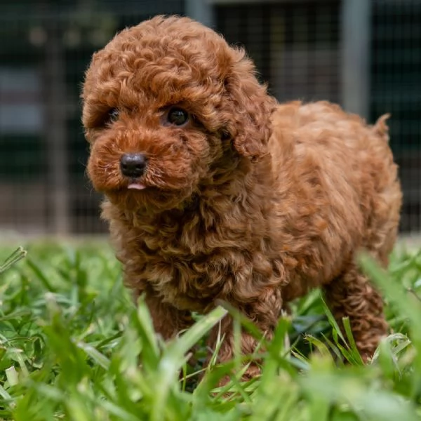 Bellissimi Barboncino cuccioli per adozione