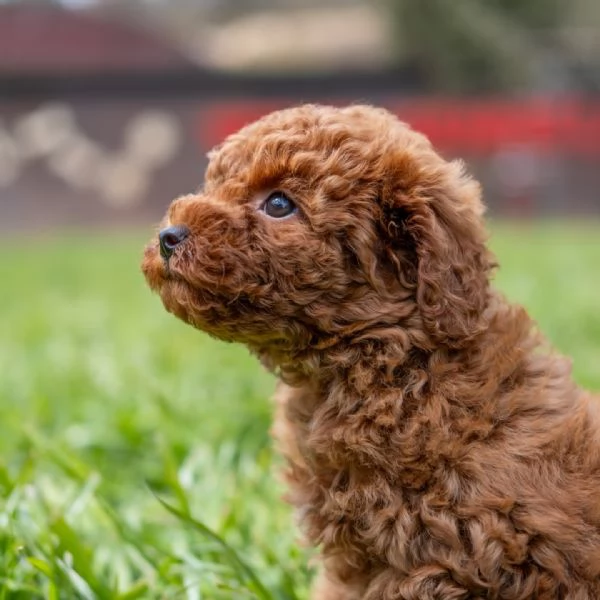 Bellissimi Barboncino cuccioli per adozione | Foto 3
