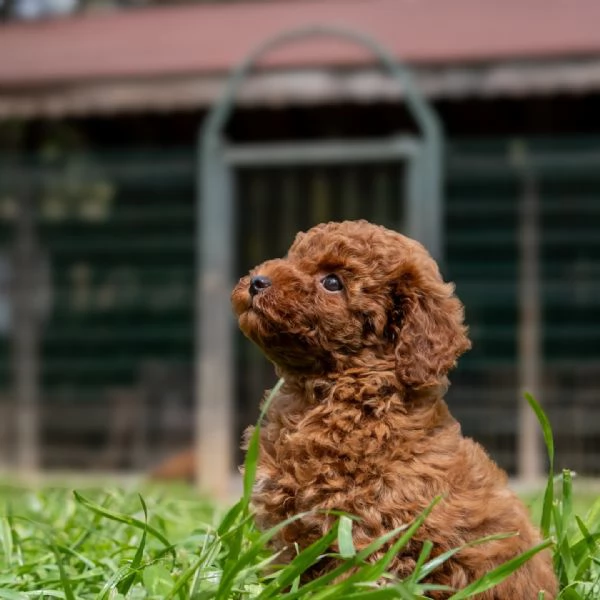 Bellissimi Barboncino cuccioli per adozione | Foto 2