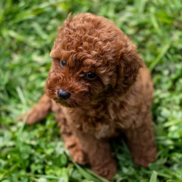 Bellissimi Barboncino cuccioli per adozione | Foto 1