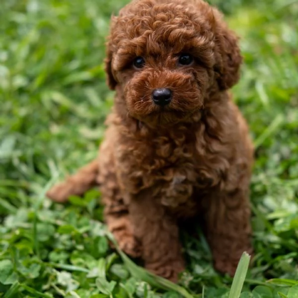 Bellissimi Barboncino cuccioli per adozione | Foto 0