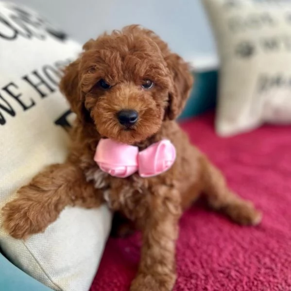 Bellissimi Barboncino cuccioli per adozione | Foto 3