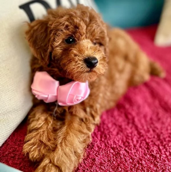 Bellissimi Barboncino cuccioli per adozione | Foto 1