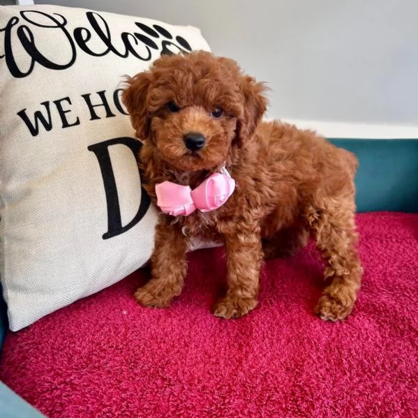 Bellissimi Barboncino cuccioli per adozione | Foto 0