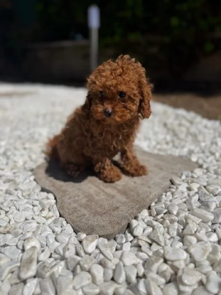 Bellissimi Barboncino cuccioli per adozione