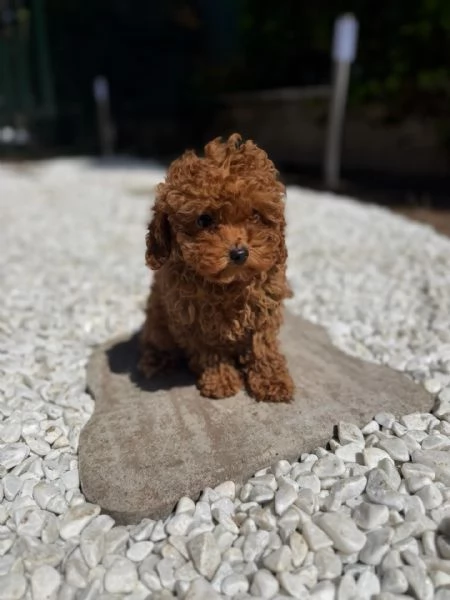 Bellissimi Barboncino cuccioli per adozione | Foto 1
