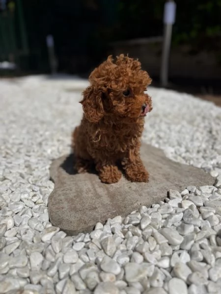 Bellissimi Barboncino cuccioli per adozione | Foto 0
