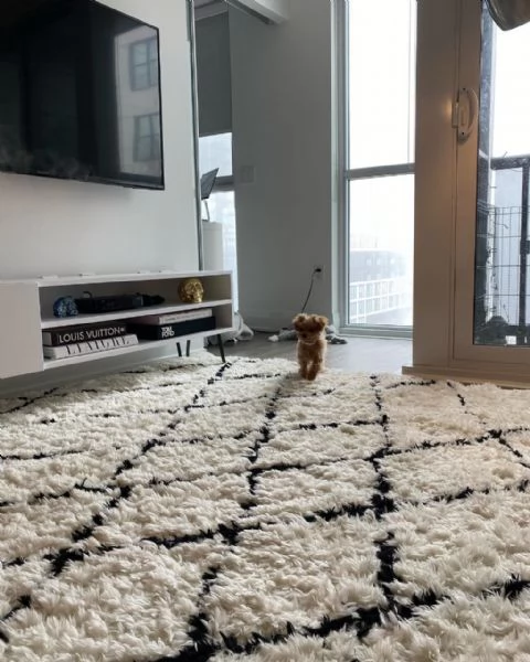 Bellissimi Barboncino cuccioli per adozione