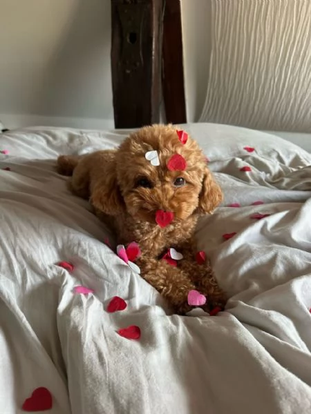 Bellissimi Barboncino cuccioli per adozione