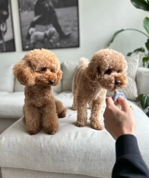 Bellissimi Barboncino cuccioli per adozione | Foto 2