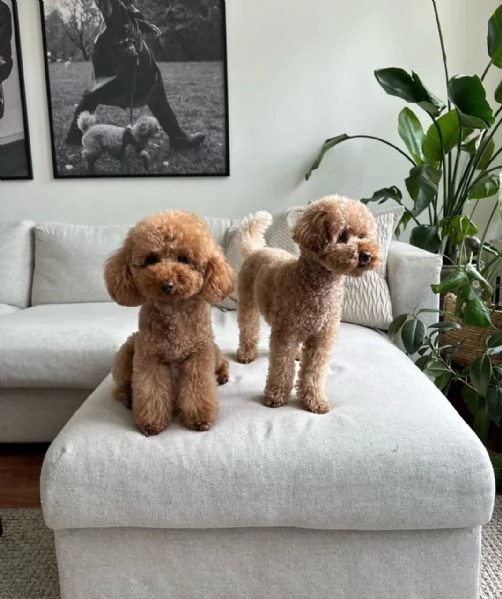 Bellissimi Barboncino cuccioli per adozione | Foto 1