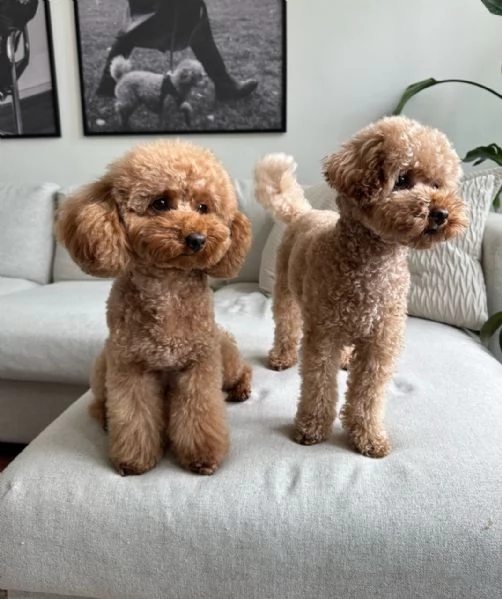 Bellissimi Barboncino cuccioli per adozione