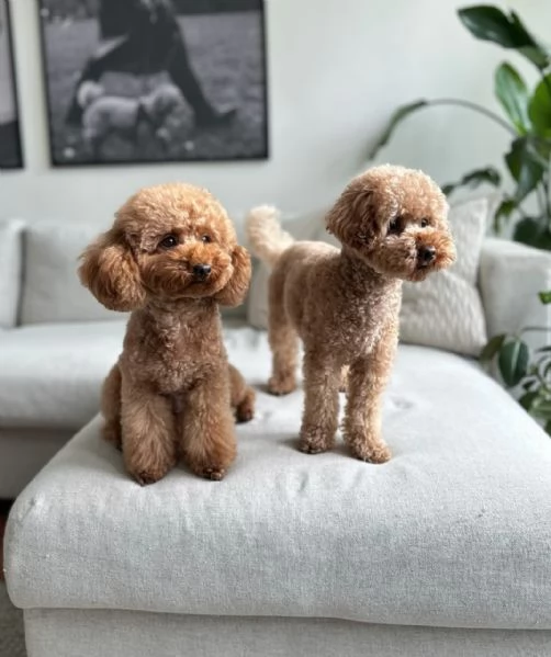 Bellissimi Barboncino cuccioli per adozione | Foto 0