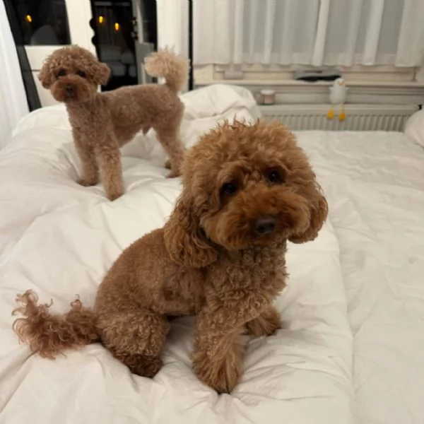 Bellissimi Barboncino cuccioli per adozione | Foto 1